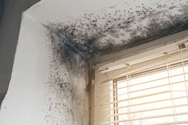 Affordable Mold Removal solutions in Ephrata, PA
